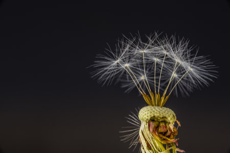 Den Helder, the Netherlands. September 2021. Close up of the fluff of a dandelion. High quality photoの写真素材