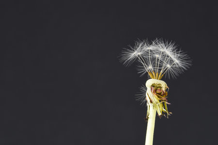 Den Helder, the Netherlands. September 2021. Close up of the fluff of a dandelion. High quality...