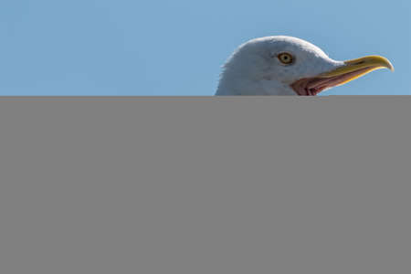 Texel, the Netherlands. August 2020. Close up of a screaming seagull. High quality photoの写真素材
