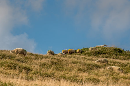 Julianadorp, the Netherlands. September 2021. Grazing sheep in the dune area of Julianadorp, North Holland. High quality photoの写真素材