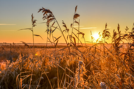 Den Helder, Netherlands. September 2016. Sunset at the wetlands of Mariendal in Den helder, Holland. High quality photoの写真素材