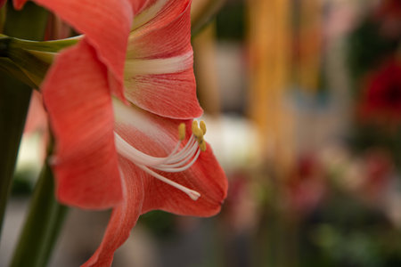 Lisse, Netherlands, April 2022. Close up of blooming flowers with pollen. High quality photoの写真素材