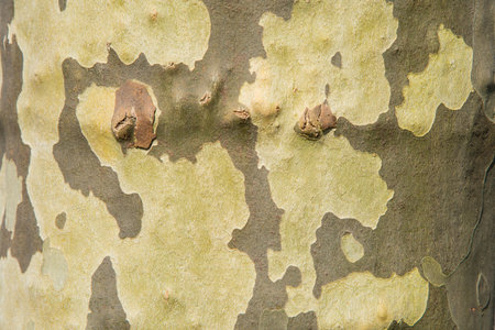 Lisse, Netherlands, April 2022. Close up of the bark and top of a sycamore tree. High quality photoの写真素材