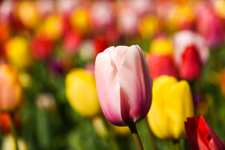 Lisse, Netherlands, April 2022. Close up of a tulip flower on a blurry background. High quality photoの写真素材