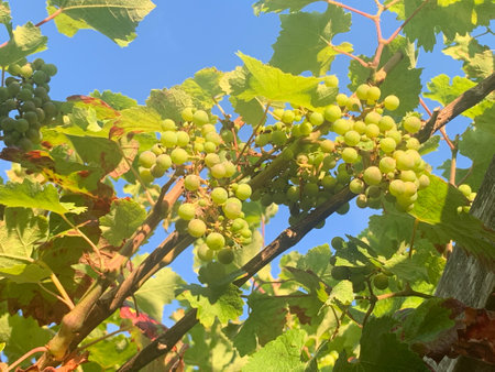 France, August 2022. Close up of a grape vine against a blue sky. High quality photoの写真素材