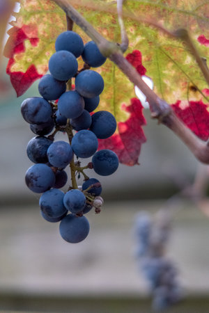 Enkhuizen, Netherlands. October 2022. Close up shot of grapes and discoloring leaves. High quality photoの写真素材
