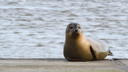 Den Helder, Netherlands. January 2023. A young seal is resting on a slipway at the Wadden Sea. High quality photoの写真素材