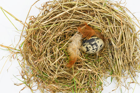 Callantsoog, Netherlands. January 2023. A bird's nest with eggs, isolated on a white background.....