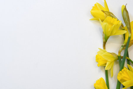 Den Helder, Netherlands. February 2023. Yellow daffodils against a white background. High quality photoの写真素材