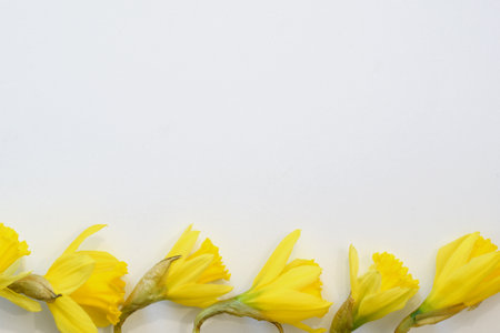 Den Helder, Netherlands. February 2023. Yellow daffodils against a white background. High quality photoの写真素材