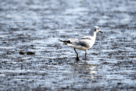 Den Helder, Netherlands. February 2023. Various wading birds looking for food. High quality photoの写真素材
