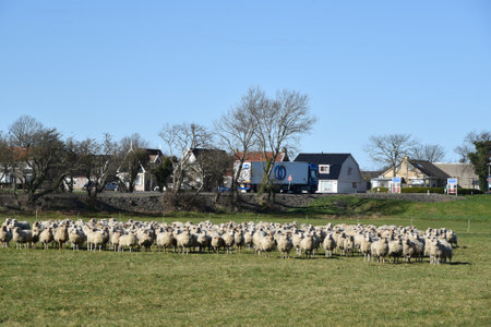 Westerland, the Netherlands. February 2023. Dutch countryside with a flock of sheep. High quality photoの写真素材