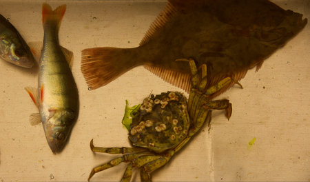 Den Oever, Netherlands. July 9, 2023. The catch of a fishing boat on the Wadden Sea. High quality...