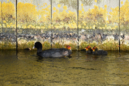 Den Helder, Netherlands. July 5, 2023. A coot with young looking for food. High quality photoの写真素材