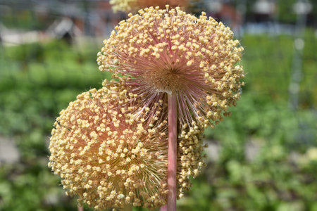 Julianadorp, Netherlands. July 31, 2023. Close up of the flower of allium. High quality photoの写真素材