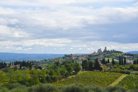 Tuscany, Italy. September 18, 2024. Tuscany landscape with olive trees and grapevines.の写真素材