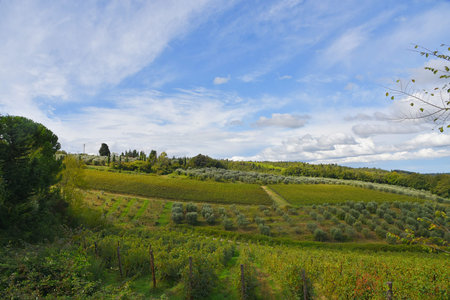 Tuscany, Italy. September 18, 2024. Tuscany landscape with olive trees and grapevines. High quality photoの写真素材