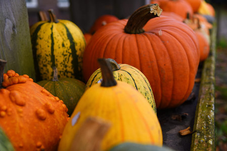 Venhuizen, Netherlands. November 5, 2024. Colotful pumpkins . High quality photoの写真素材