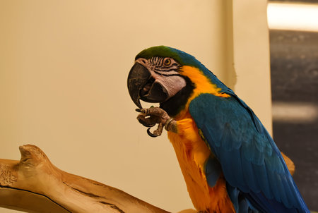 Den Helder, Netrherlands. January 20, 2025. The multicolored plumage of a parrot. High quality photoの写真素材