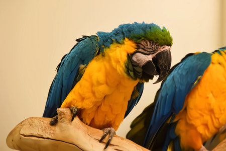 Den Helder, Netherlands. January 20, 2025. The multicolored plumage of a parrot. High quality photoの写真素材