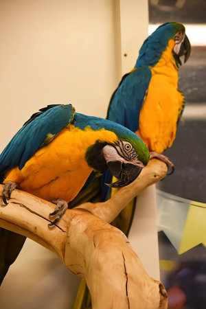 Den Helder, Netrherlands. January 20, 2025. The multicolored plumage of a parrot. High quality photoの写真素材