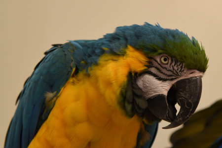 Den Helder, Netrherlands. January 20, 2025. The multicolored plumage of a parrot. High quality photoの写真素材