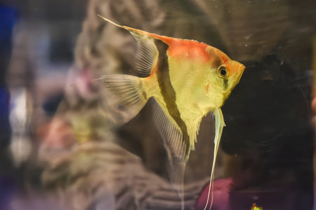 Den Helder, Netherlamds- January 2025. Multicolored tropical fish underwater. High quality photo