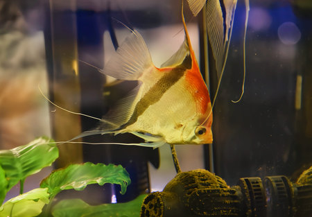 Den Helder, Netherlamds- January 2025. Multicolored tropical fish underwater. High quality photoの写真素材