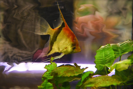 Den Helder, Netherlamds- January 2025. Multicolored tropical fish underwater. High quality photo