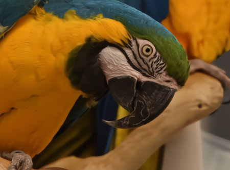 Den Helder, Netrherlands. January 20, 2025. The multicolored plumage of a parrot. High quality photoの写真素材