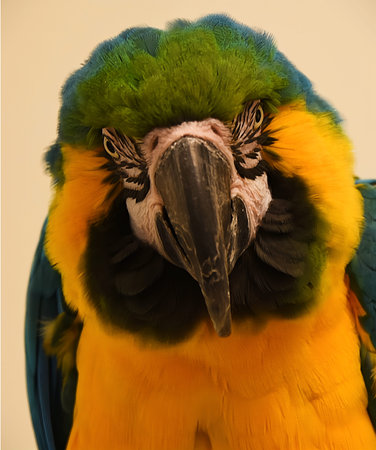 Den Helder, Netrherlands. January 20, 2025. The multicolored plumage of a parrot. High quality photoの写真素材