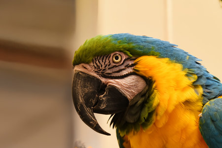 Den Helder, Netrherlands. January 20, 2025. The multicolored plumage of a parrot. High quality photoの写真素材