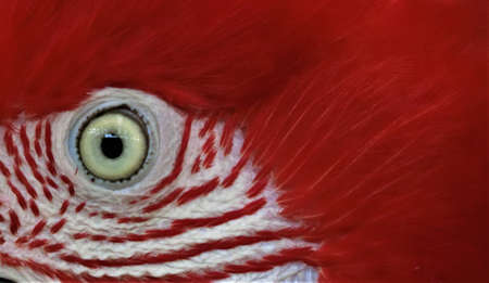 close up photo of a macaw headの写真素材