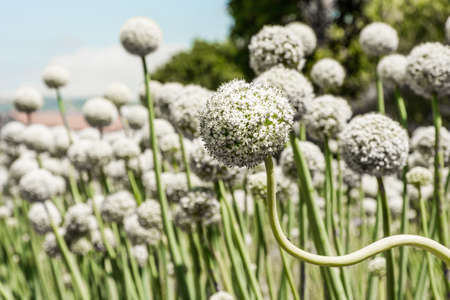 This flower doesn't mind if his friends are growing straight, he wants to grow in his personal wayの写真素材