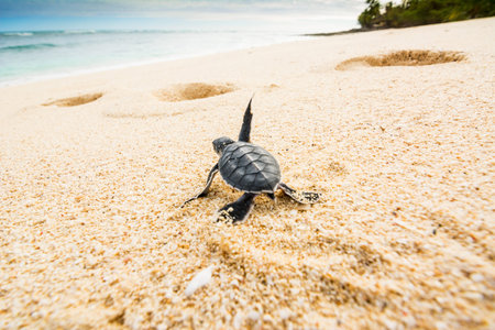 Just born turtles instinctively go towards the sea to find a safe place that allows them to survive