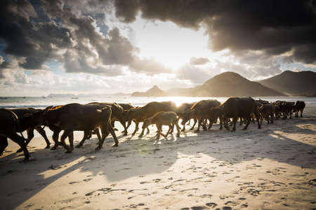 Flock of buffalos slowly come back to the stall after a day spent on the beach of Selong Balenakの写真素材
