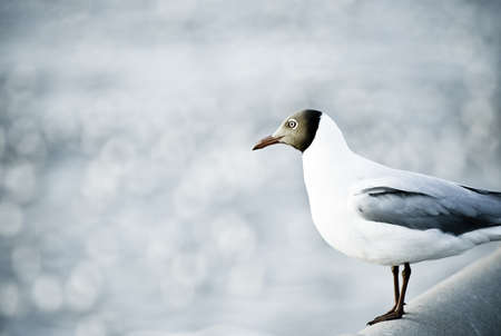Seagull standing on rail bridge with gray backgroundの写真素材