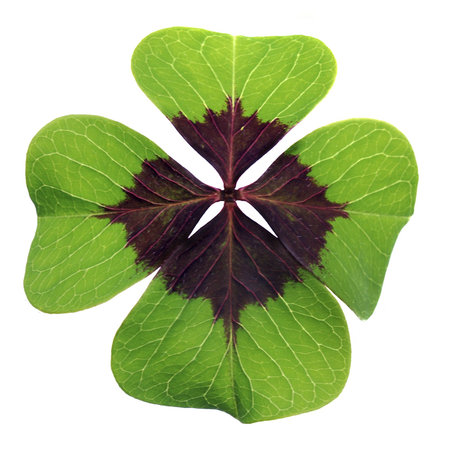 Colorful four-leaved clover isolated against a white background