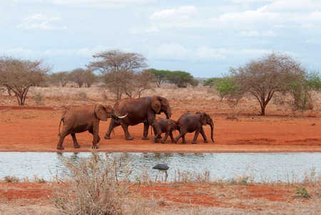 Elephants near a water poolの写真素材