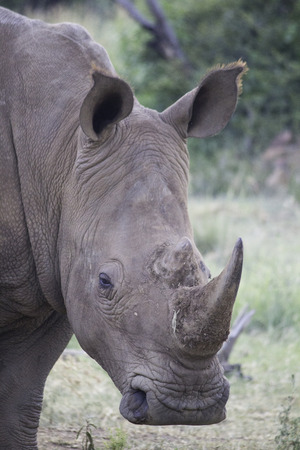 White Rhinoの写真素材
