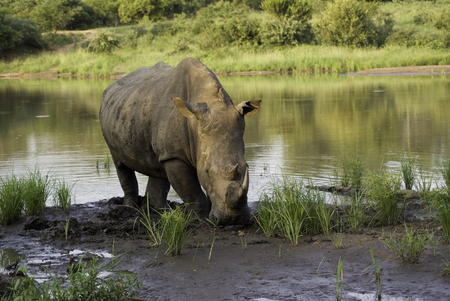 White rhinoの写真素材