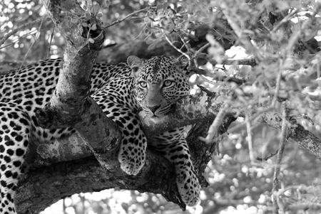 Leopard in black and whiteの写真素材
