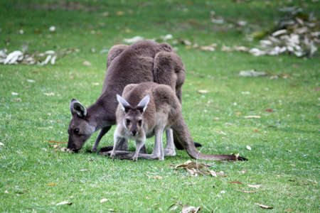 Mother Kangaroo with Joey の写真素材