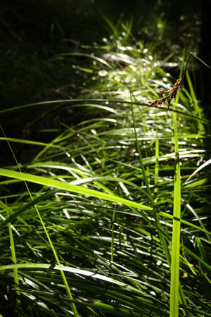 long grass catching the sunの写真素材