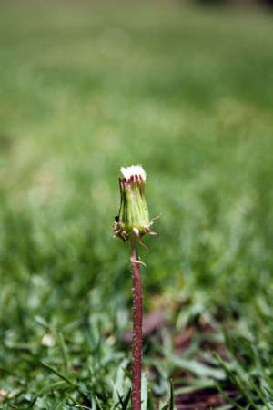 weed flower in a lawnの写真素材
