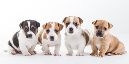 Four young Jack Russel pups on a row isolatedの写真素材