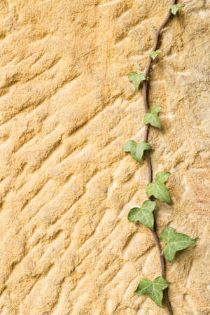 texture of sandstone with creeperの写真素材