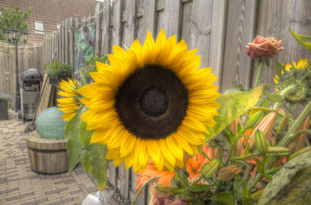 sunflowersの写真素材