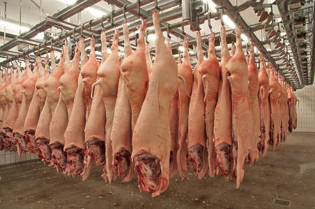 	pork half in the fridgeのeditorial素材