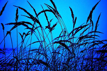 	frost sceneの写真素材